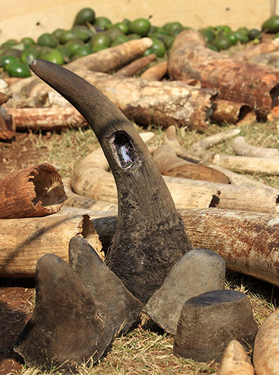 rhinoceros : A rhino horn previously fitted with a radio transmitter