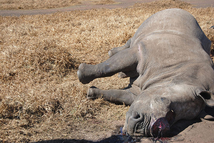 rhinoceros : A rhinoceros lies dead after being killed at Krugersdorp Nature