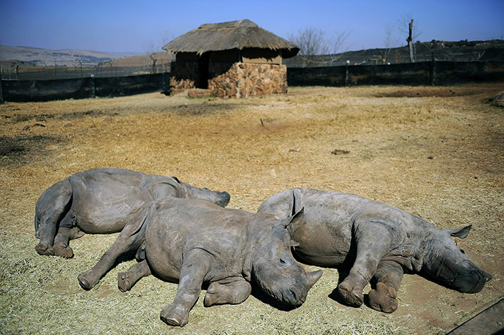 rhinoceros : the animal orphanage of the private Rhino and Lion Nature Reserve