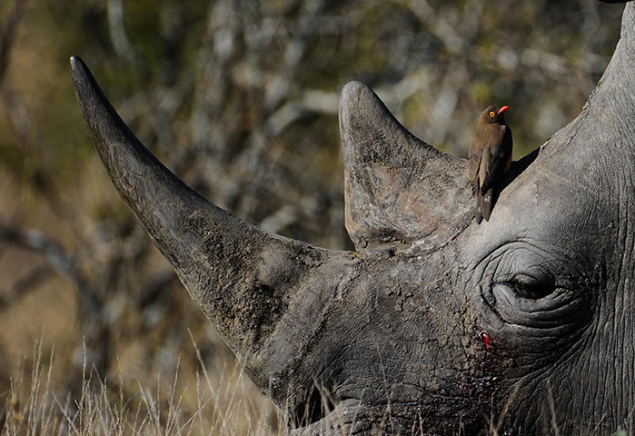 rhinoceros : This photo shows a bird sitting on the head of a white rhino 