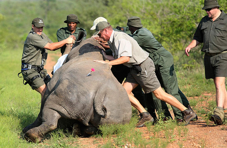 rhinoceros : Anti-Poaching Campaign Launched In Kruger National Park