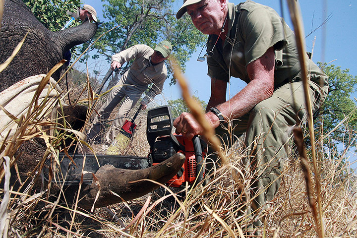 rhinoceros : Doctor Chris Forging cuts a rhino horn 