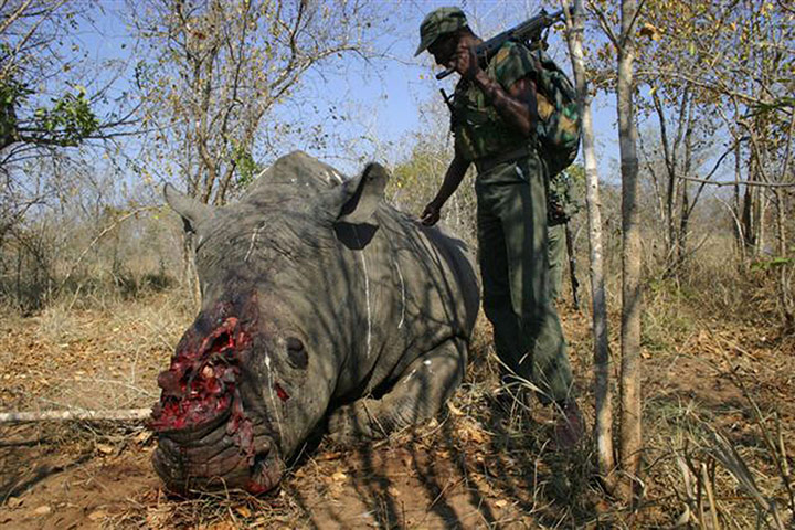 rhinoceros : the corpse of a slaughtered Rhino