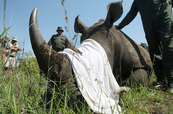 rhinoceros : Anti-Poaching Campaign Launched In Kruger National Park