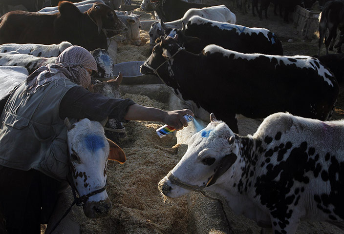 Eid al-Adha: A man sprays his cows with an identification mark in Kabul, Afghanistan