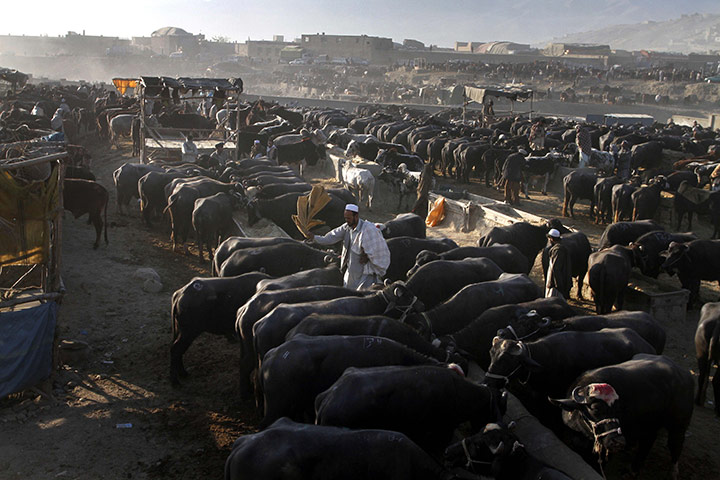 Eid al-Adha: An Afghan bull seller removes dust from bulls