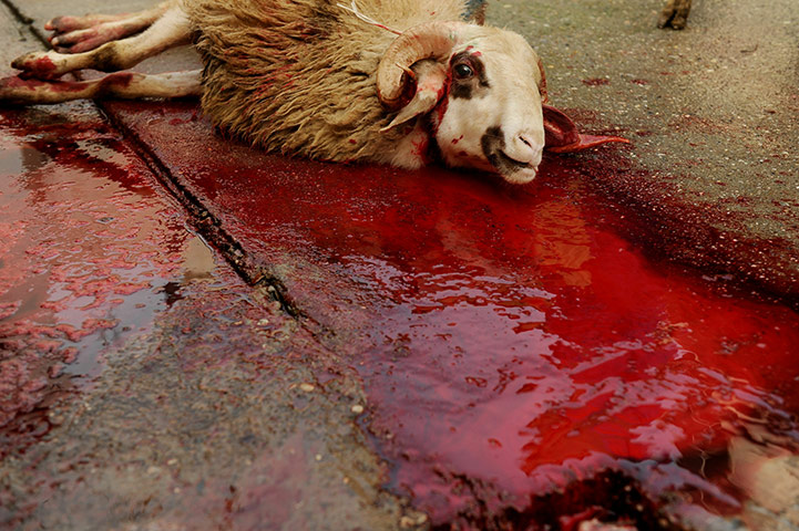 Eid al-Adha: A slaughtered sheep lays on the ground in the town of Kosovo Polje