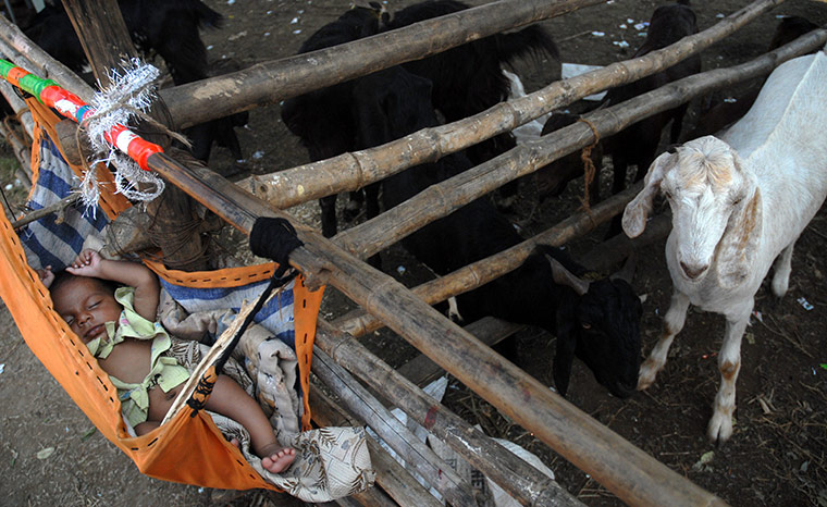 Eid al-Adha: A baby sleeps in an hammock next to animals at a market in Mumbai