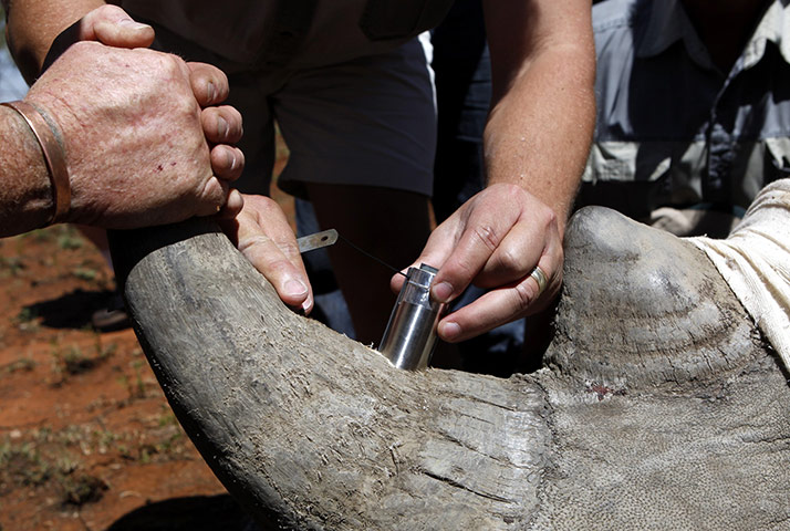 Rhinoceros: Rangers insert a GPS on an eight year old Rhino 