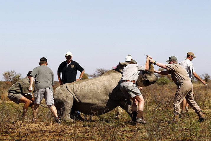Rhinoceros: Rangers prepare to insert a GPS on an eight year old Rhino