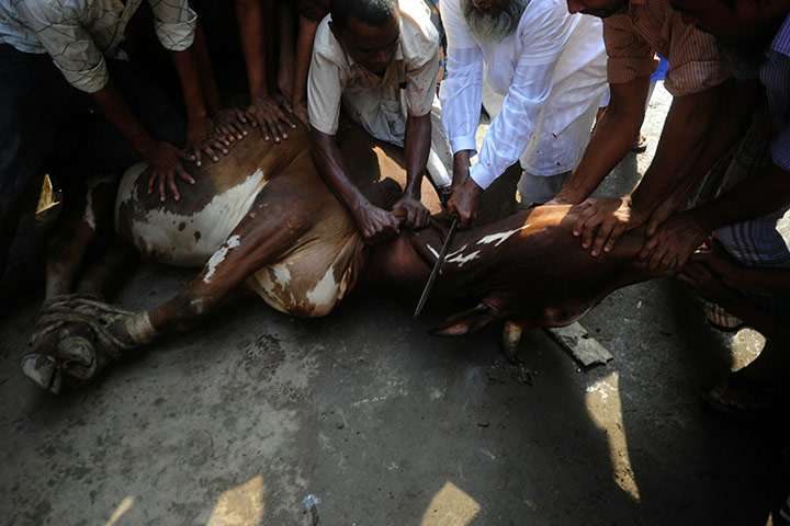 Eid al-Adha: Bangladeshi Muslims prepare an ox for sacrifice