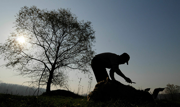 Eid al-Adha: A Muslim slaughters a sheep