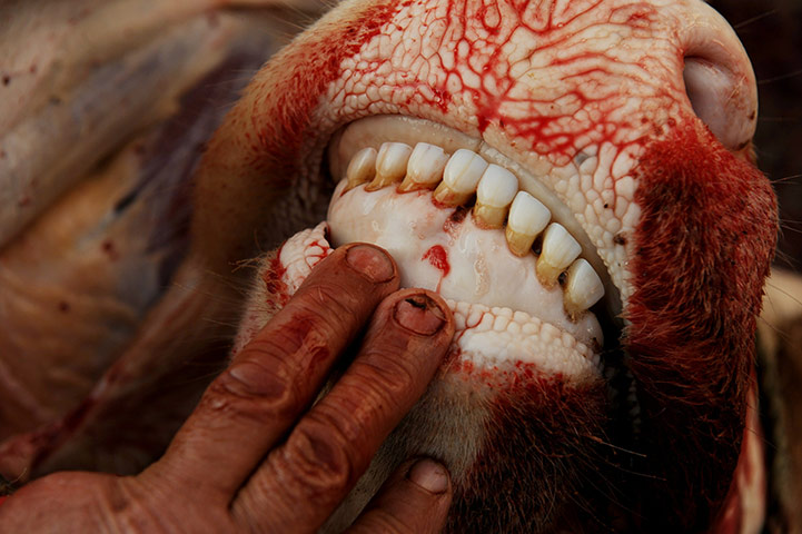 Eid al-Adha: A Kosovo Albanian butcher checks the mouth of a slaughtered cow