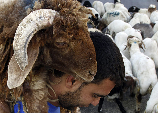 Eid al-Adha: A vendor carries a sheep after selling it to a customer