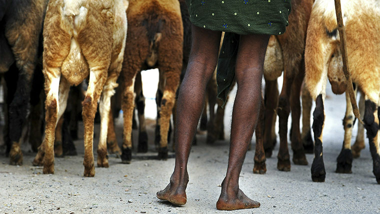 Eid al-Adha: An Indian shepherd guides his flock of s