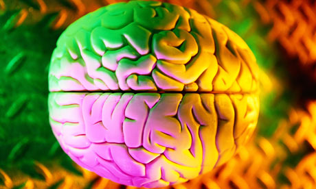 Model of human brain