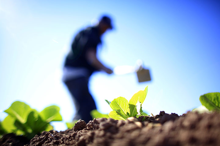 Eric Thayer : A worker labours at a romaine lettuce farm outside San Luis, Arizona