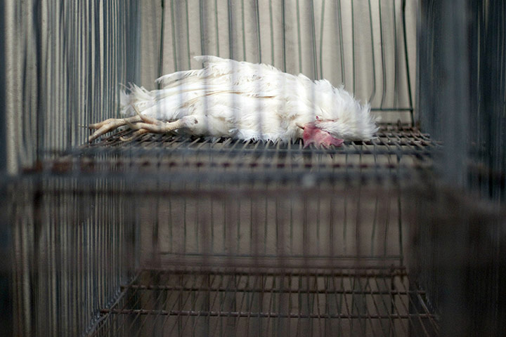 24 hours in pictures: A dead chicken is pictured in a cage in the poultry farm