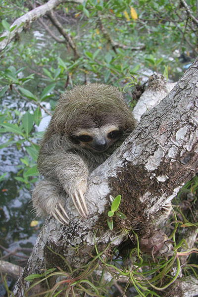 weird mammals: Pygmy three-toed sloth 