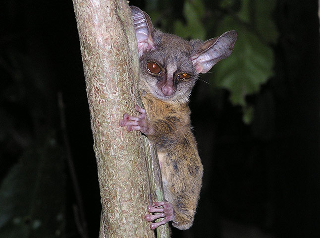 weird mammals: Rondo dwarf galago