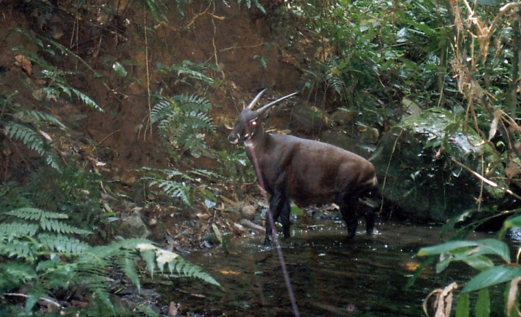 weird mammals: Saola 