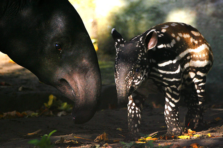 weird mammals: Asian tapir 