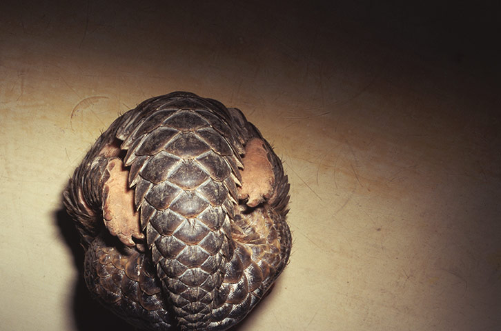 weird mammals: Pangolin in China