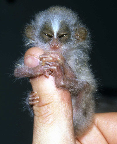 weird mammals: Slender loris