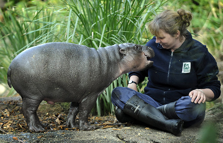 weird mammals: Pygmy hippopotamus