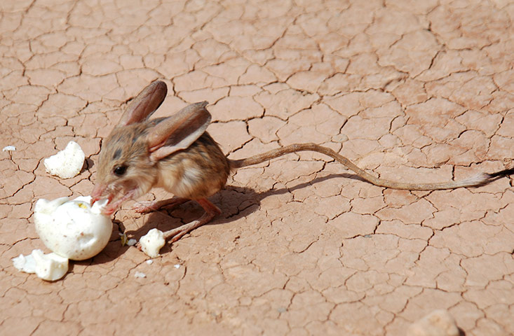 weird mammals:  Long-Eared Jerboa
