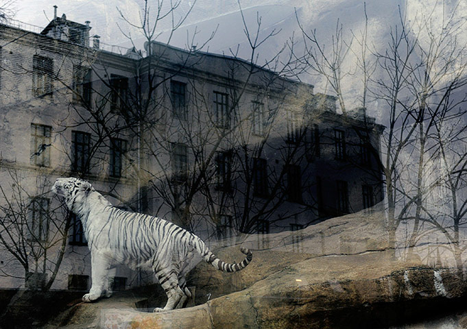 Week in wildlife: a white tiger walks in his enclosure at the Moscow Zoo