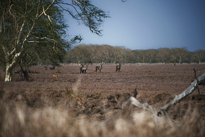 Week in wildlife: Gorongosa National Park
