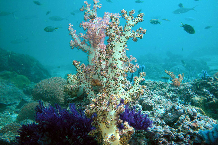 Week in wildlife: Unaffected corals are seen in Dibba
