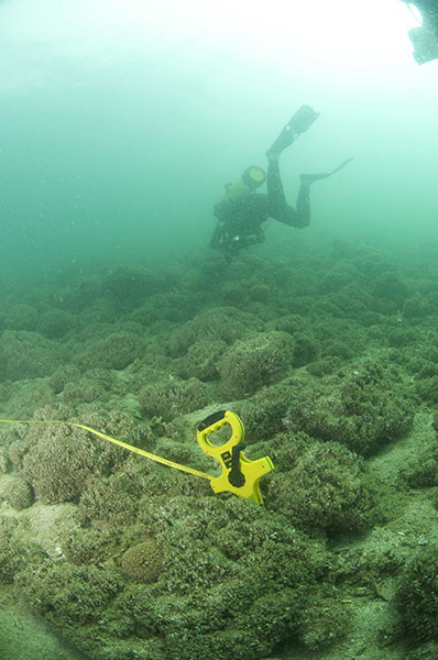 Week in wildlife: Handout photograph shows a diver on a fact finding mission in Fujairah
