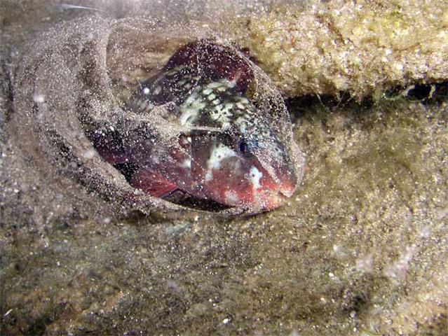 Week in wildlife: Parrotfish (Chlorurus sordidus) secrete mucous 