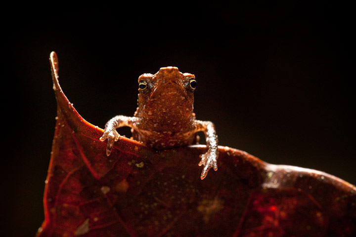 Week in wildlife: Amphibian Treasures found in Colombia