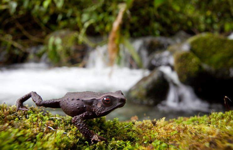 Week in wildlife: Amphibian Treasures found in Colombia