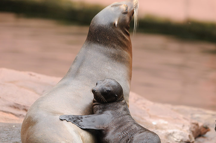 Week in wildlife: Young and adult California Sea Lion