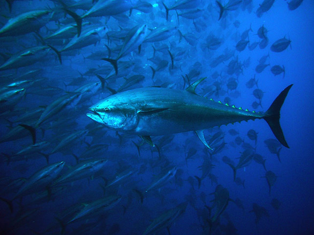Week in wildlife: new tuna fish