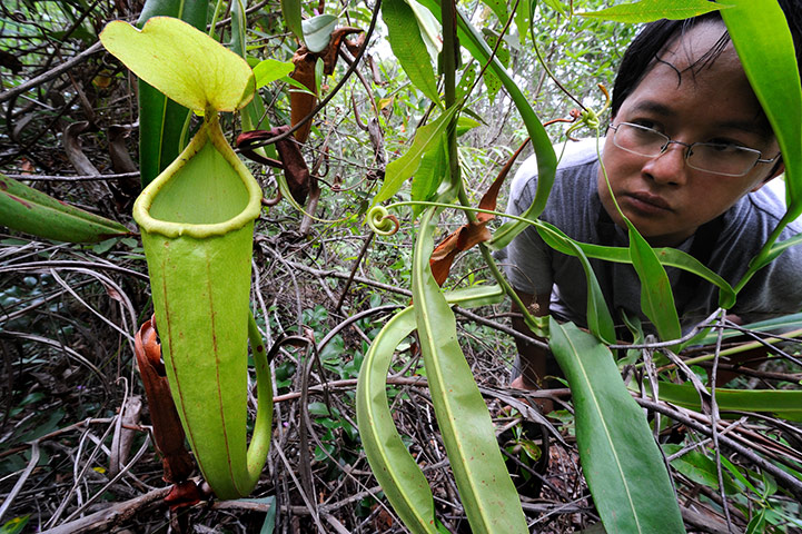 Week in wildlife:  A new species of carnivorous pitcher plant found in Cambodia’s