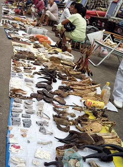 Endangered Tigers: The Big Cat Trade in Myanmar and Thailand report by WWF and TRAFFIC