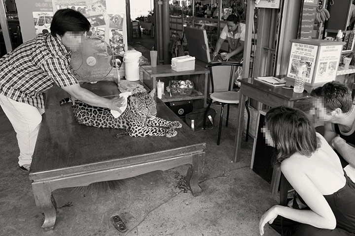 Endangered Tigers: The Big Cat Trade in Myanmar and Thailand report by WWF and TRAFFIC