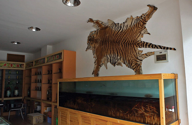 Endangered Tigers: The Big Cat Trade in Myanmar and Thailand report by WWF and TRAFFIC