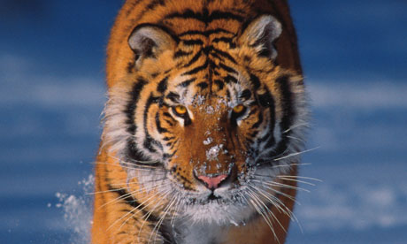 Siberian-tiger-006.jpg