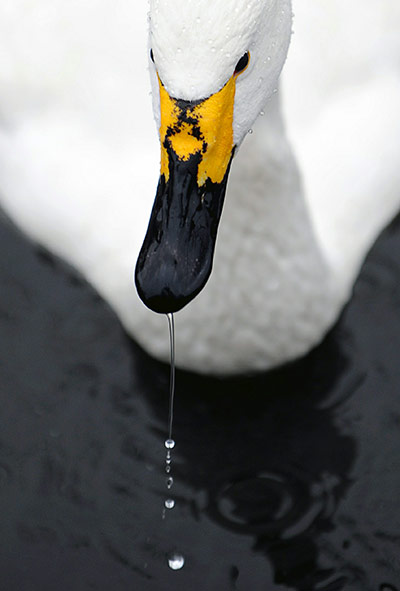 24 hours in pics: A white swan swims in its enclosure at the Moscow Zoo
