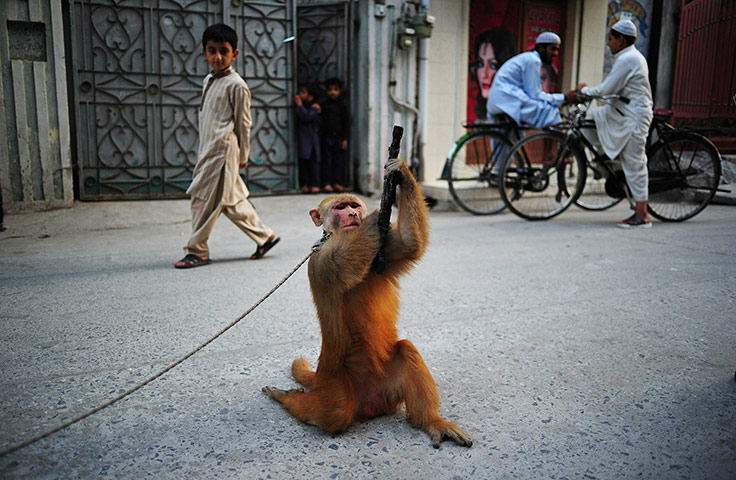24 hours pics: A monkey is made to perform for children whilst holding a toy gun