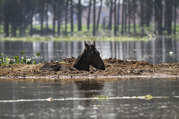 24 Hours: A horse is trapped in mud at a flooded farm in Mosquera