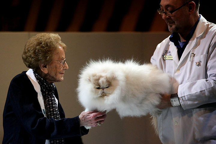 24 hours: Birmingham, England: Cats are judged at the Cat Fancy's Supreme Cat Show 