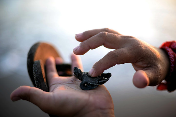 24 hours: San Diego Beach, El Salvador: A volunteer with a baby olive ridley turtle