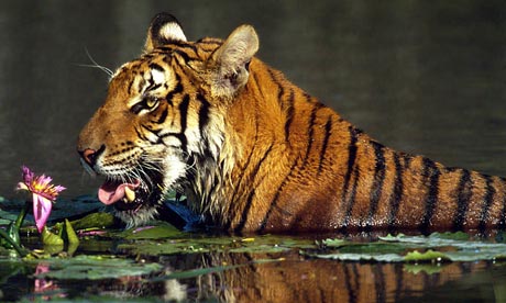 tiger in asia